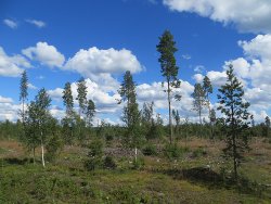 Conifere e betulle salvate dalla deforestazione